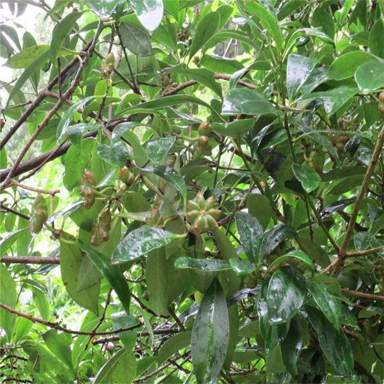 八角树苗八角苗八角大料树苗八角茴香树苗小苗调料山地庭院盆