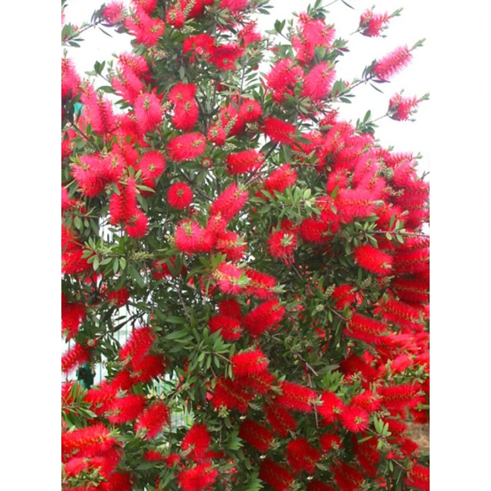 红千层树苗绿植盆栽阳台室内植物四季常青高贵盆景庭院风景金宝树