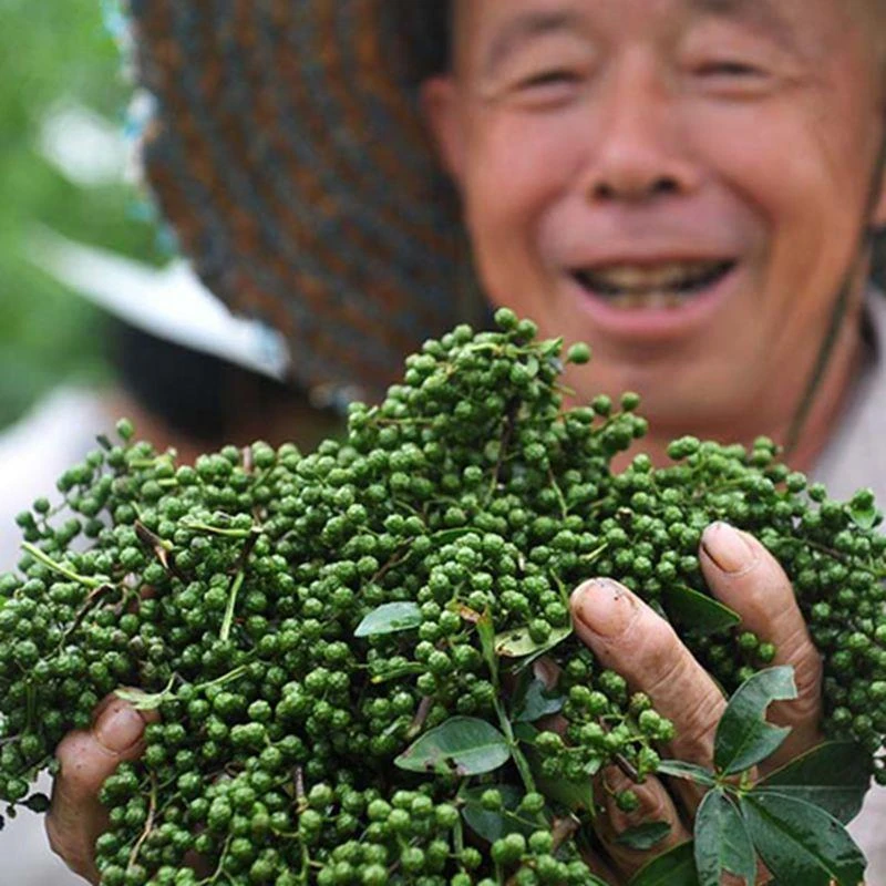 大红袍花椒树苗庭院盆栽树苗南北方种果树苗篱笆围墙麻椒种子