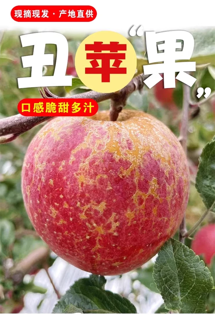 克苏冰糖心苹果新鲜红富士苹果抽苹果