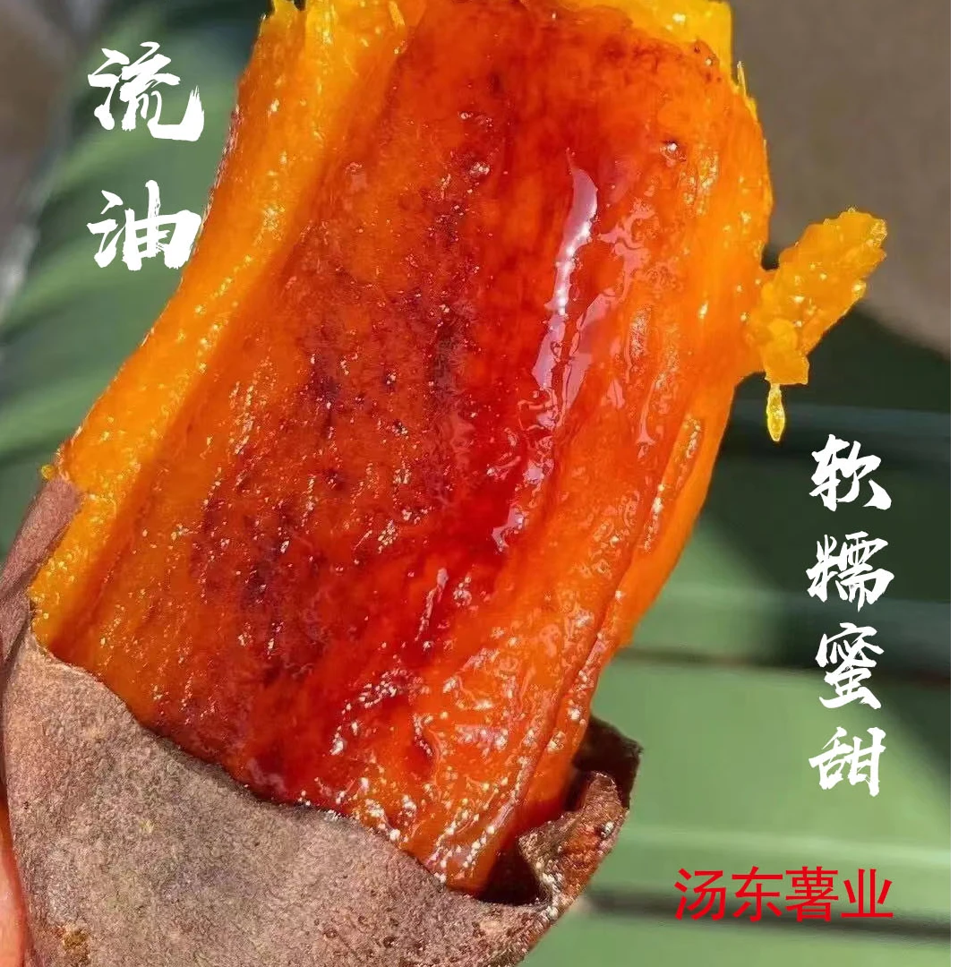 【汤东薯业】新挖正宗烟薯25号净重5斤装空气炸锅烤薯蜜薯