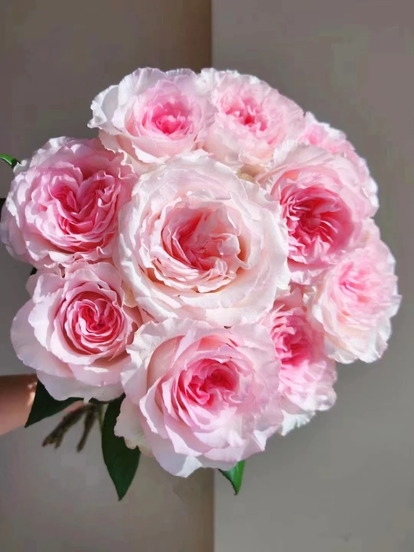 【洛神】同一地址一单包邮，两单送配草，三单配草+花瓶