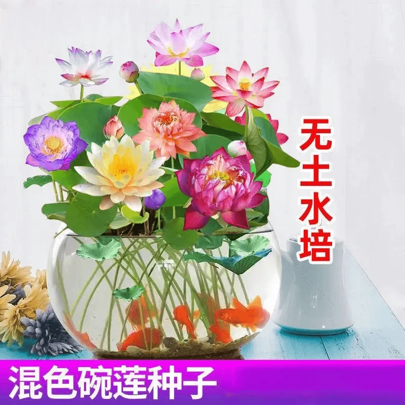 【苞发芽】七彩碗莲种籽水培水养绿植睡莲荷花种子无土盆栽花卉种