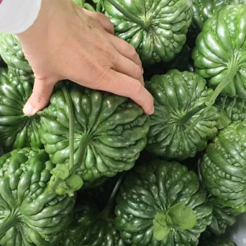 【只卖新种】青皮苹果苦瓜种子甘甜水果苦瓜种子台湾苹果苦花盆种
