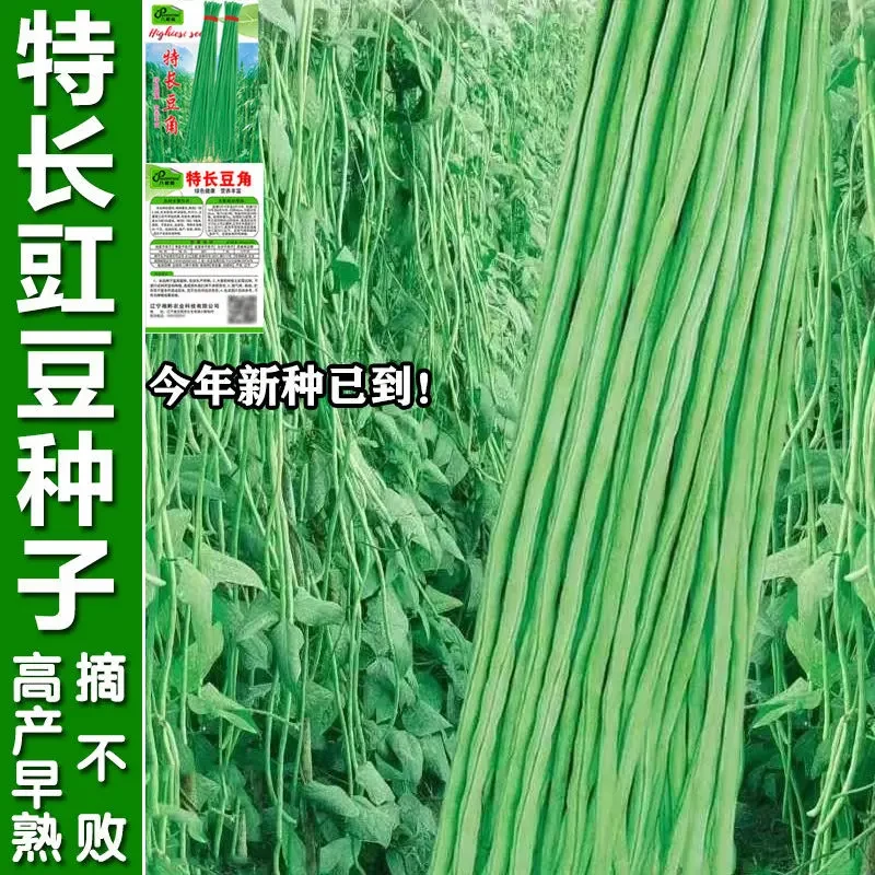 摘不败特长豇豆角种子四季高产绿豇豆角种子春季绿架豆角蔬菜种子