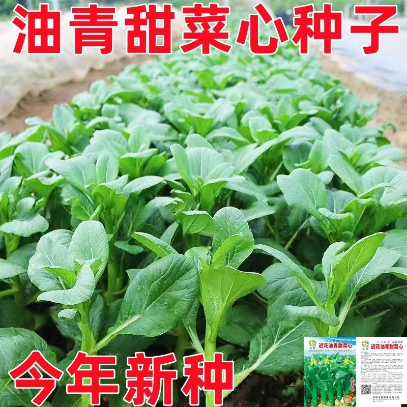菜心种子四季播蔬菜种籽庭院阳台种菜盆栽菜广东油青甜菜心青菜籽