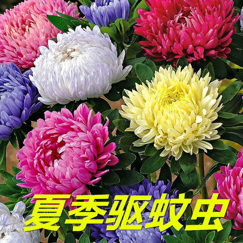 【夏季除虫】驱虫菊种子四季开花阳台庭院种植花卉种子花卉大全