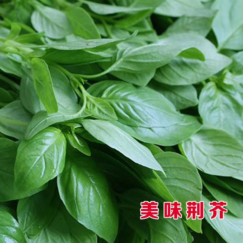 【只卖新种】河南大叶荆芥种子荆芥菜籽菜籽蔬菜种子四季播室外蔬菜