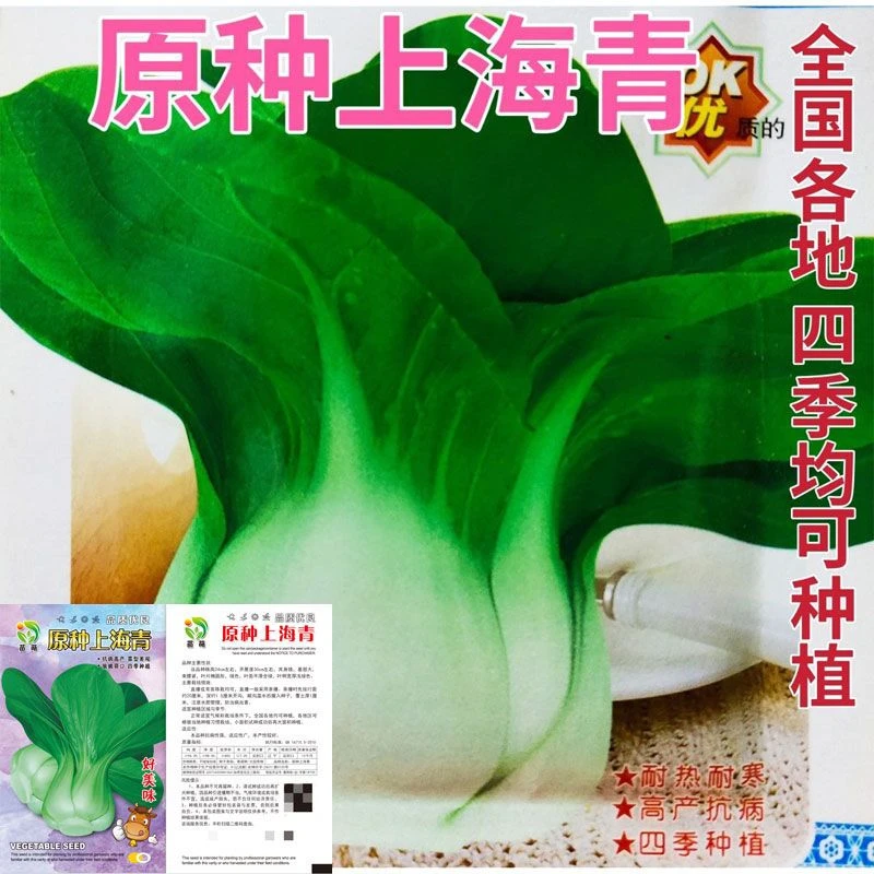 四季种植上海青种子蔬菜种籽青菜油菜小白菜种子四季种孑易种盆栽