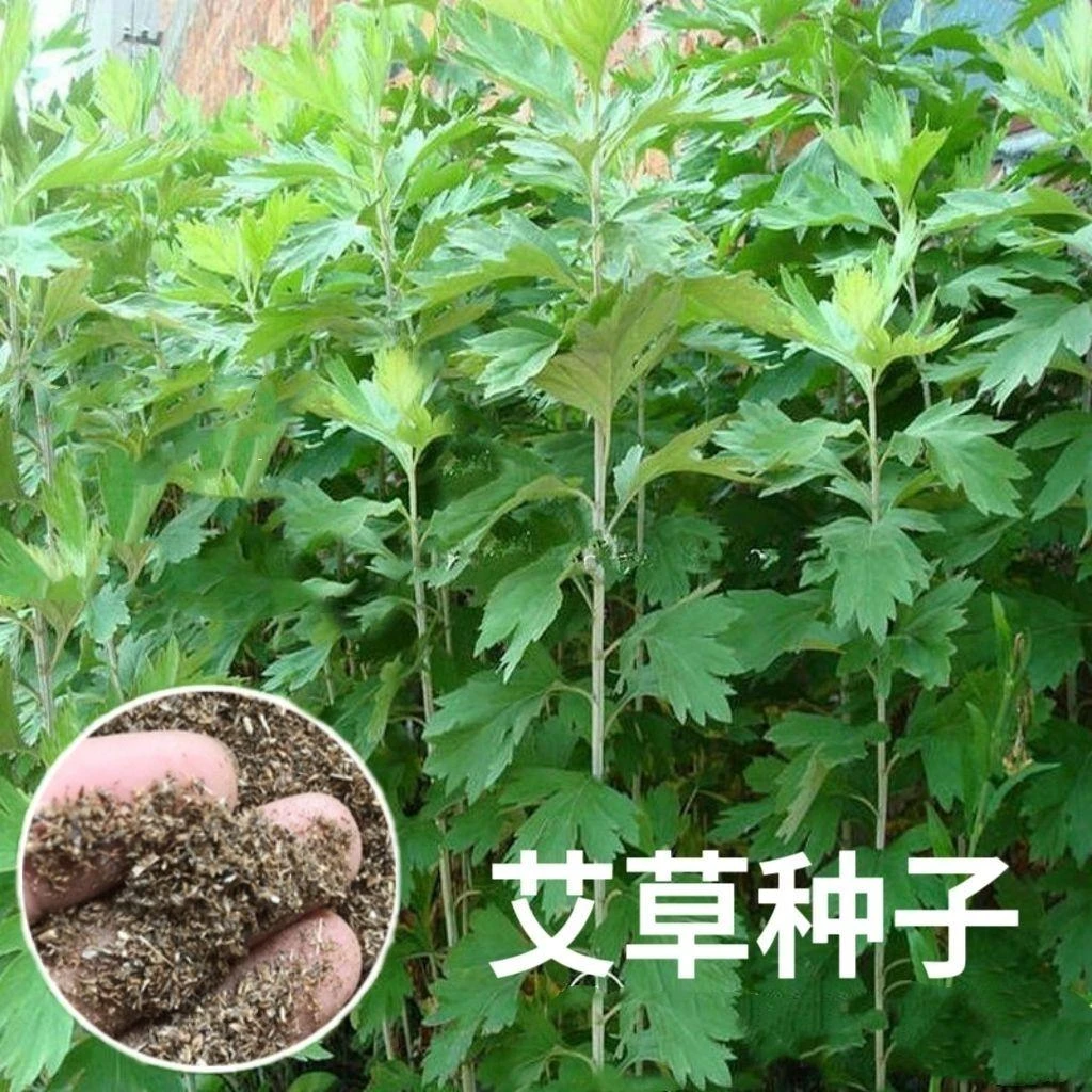 艾草种子种植用艾草种籽野生艾草苗根苗爱叶种子四季驱蚊
