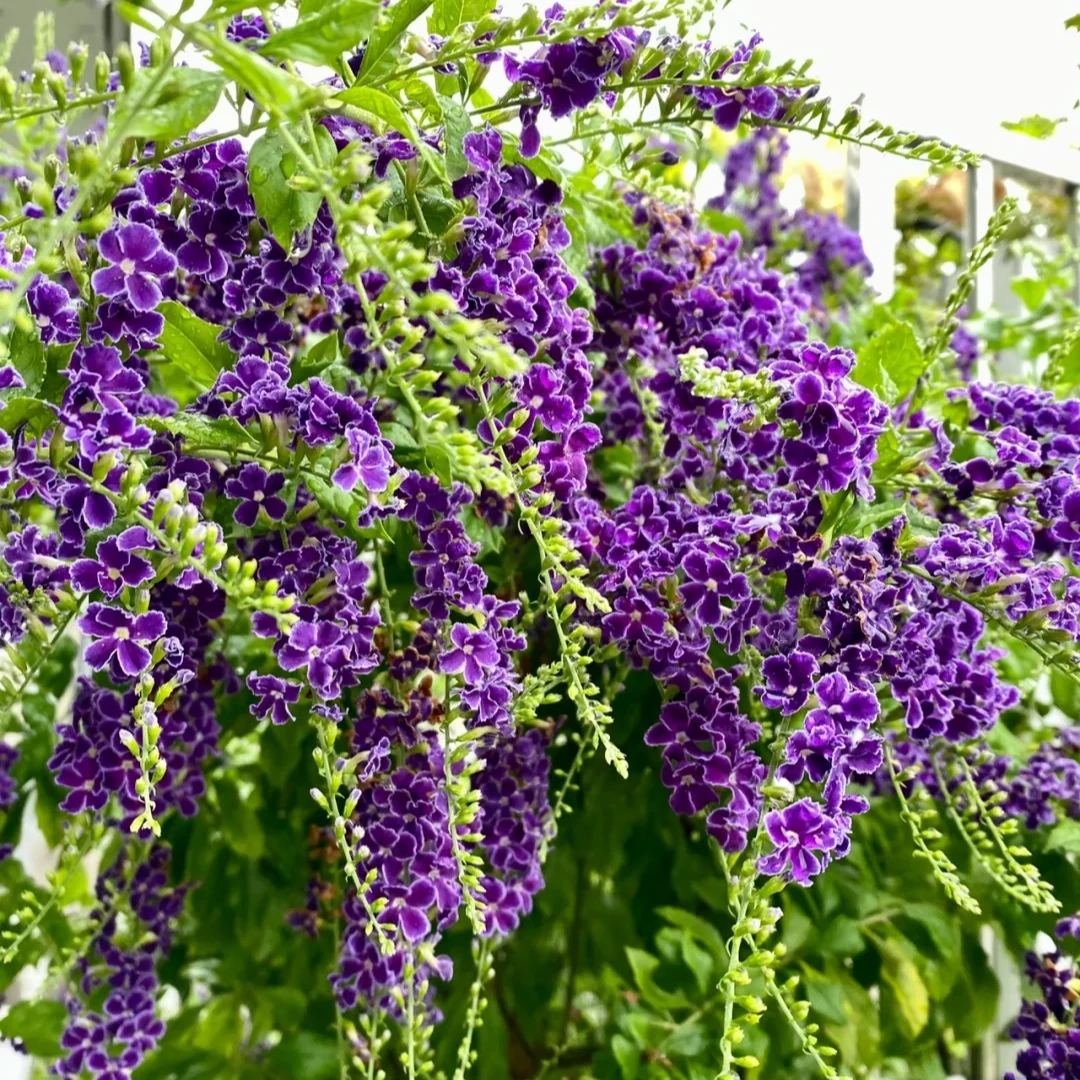 1加仑蕾丝金露棒棒糖花量大浓浓巧克力花卉绿植盆栽室内高颜值