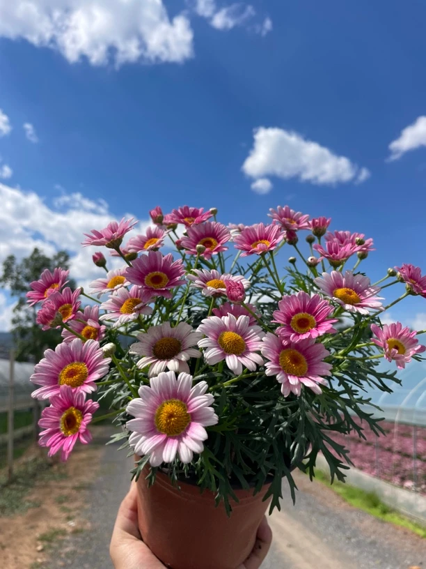 【花想容】玛格丽特  花期长品种多花色多耐寒性好皮实好养