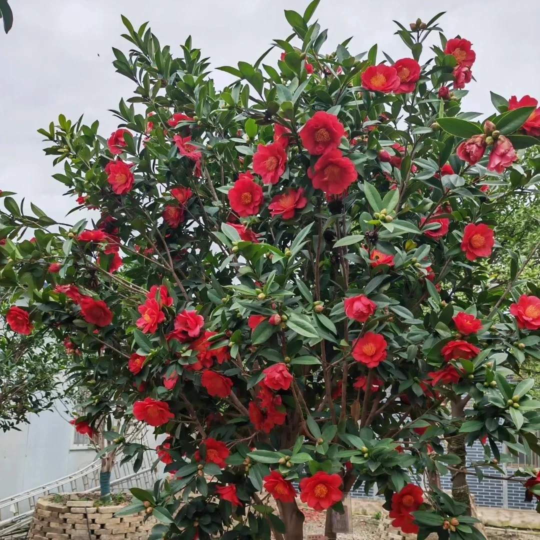 四季茶花好养开花量大花期长好养活不生病虫害室外