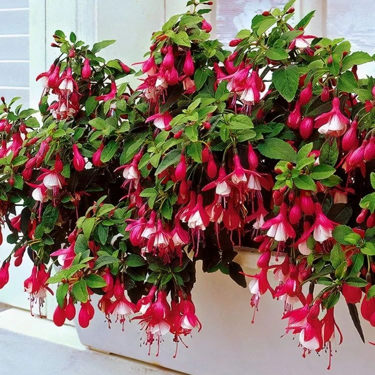 倒挂金钟盆景装饰庭院阳台室内都可种开花花卉绿植盆栽室内高颜值