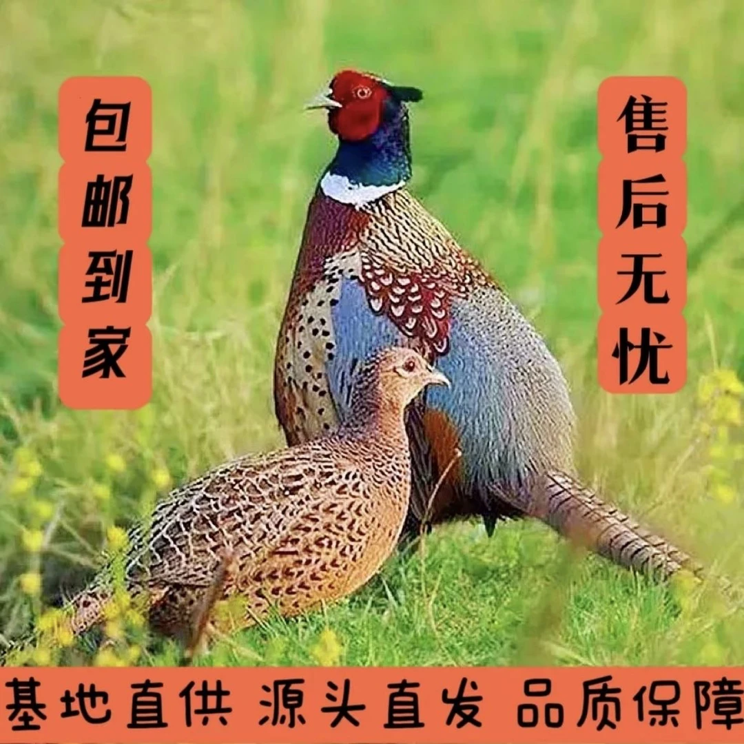 精选新鲜山鸡蛋山鸡脚圈脚环鸡蛋散养