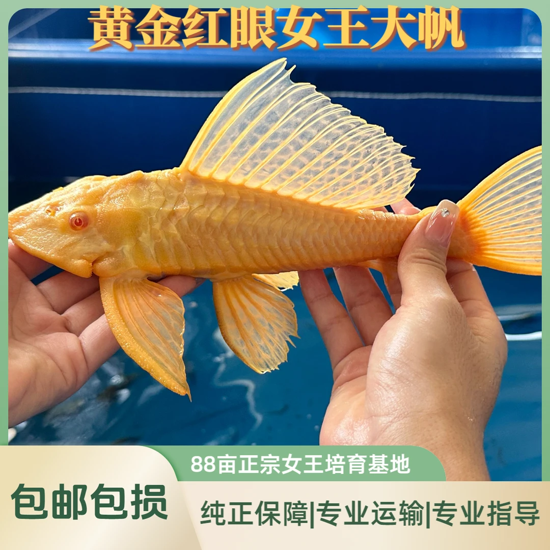 包活包售后黄金女王大帆红眼清道夫淡水清洁鱼除青苔褐藻不吸鱼赏