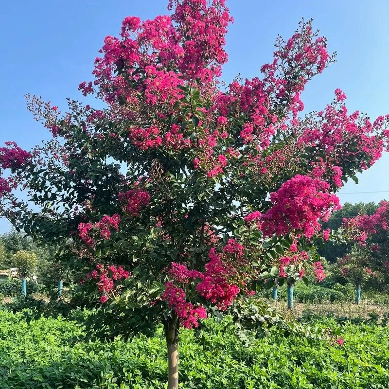 紫薇有丛生，独杆，异形，麻花，玫红，开花不结籽，花量大，花期长。