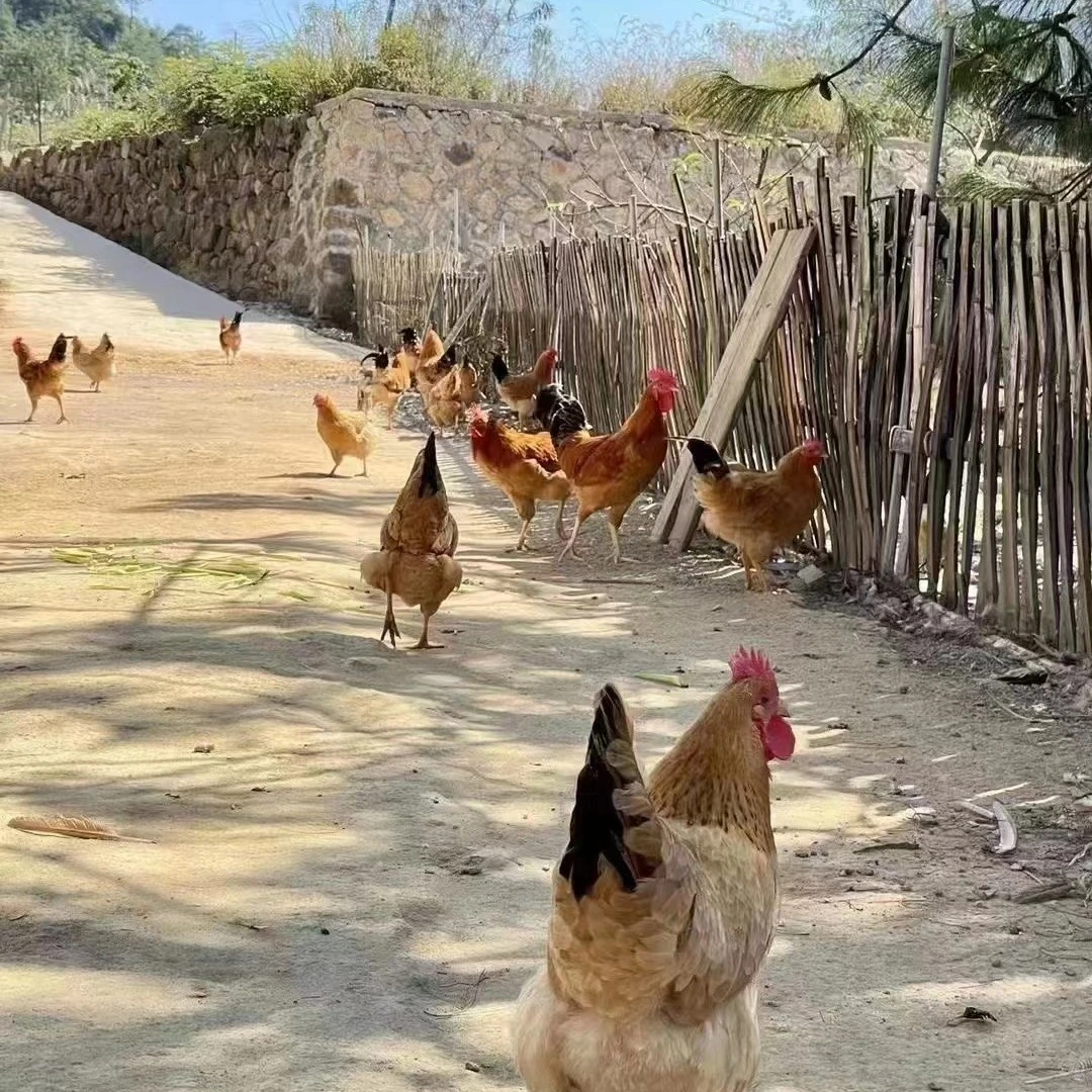 无品牌千岛湖深山散养母鸡 一年半以上   净重两斤以上