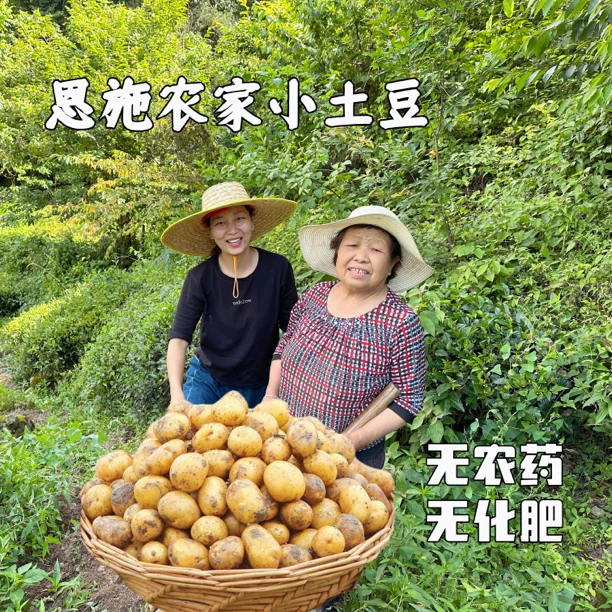 恩施农家土豆新鲜小土豆农家自种土豆马尔科土豆新鲜小土豆