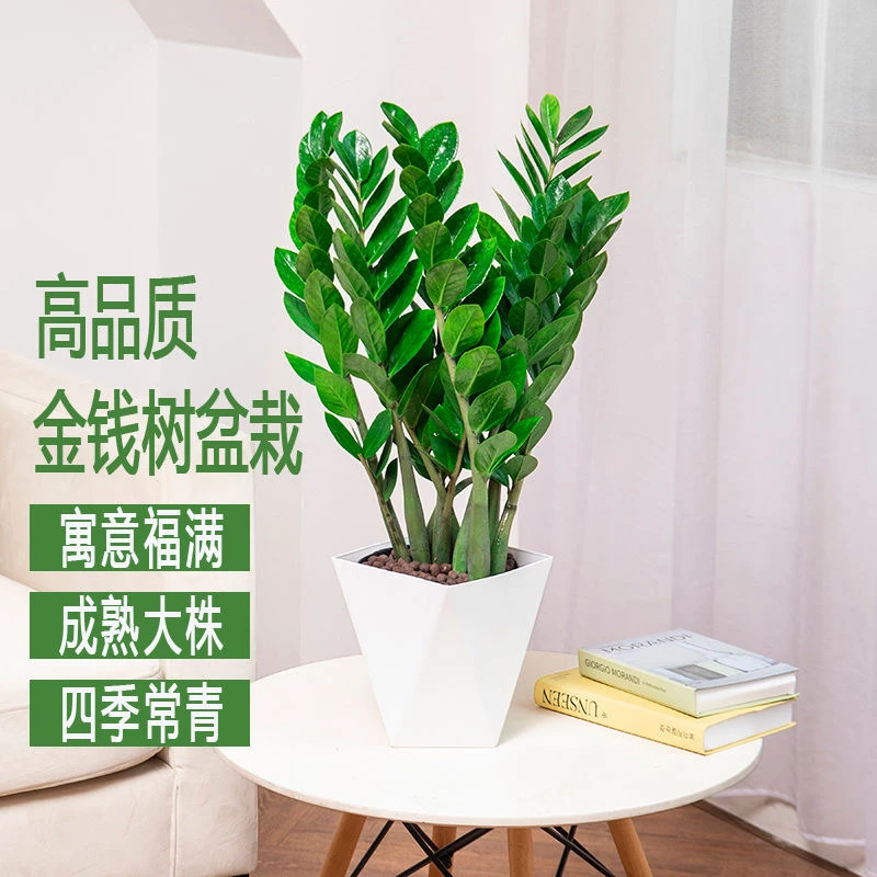 金钱树钱串室内客厅简单常绿培育盆栽植物耐旱好养耐活四季常青