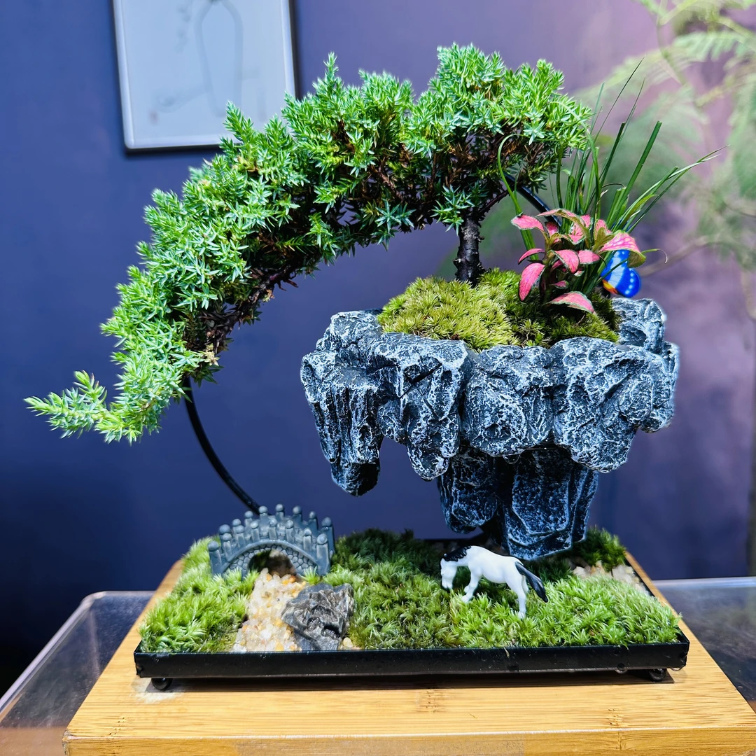 【迎客珍珠柏】天空之城新西兰珍珠柏盆栽盆景室内桌面茶桌好养易活