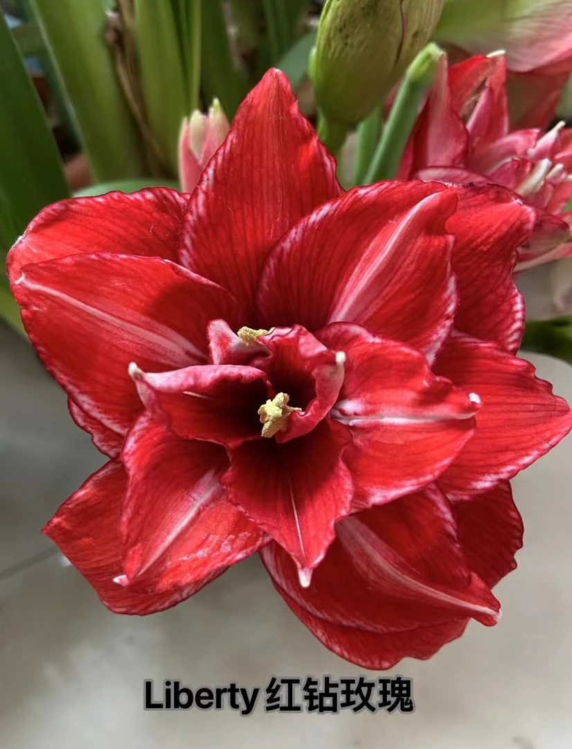 Liberty朱顶红自育独家孤品杂交朱侧球