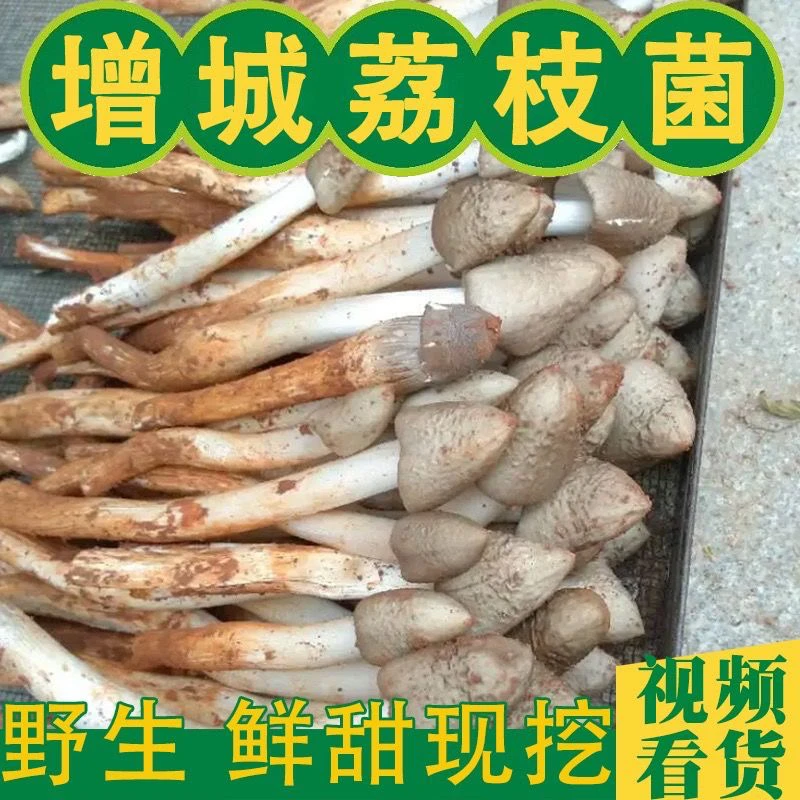增城新鲜野生荔枝菌 五月菌菇 2025新鲜荔枝菌当季