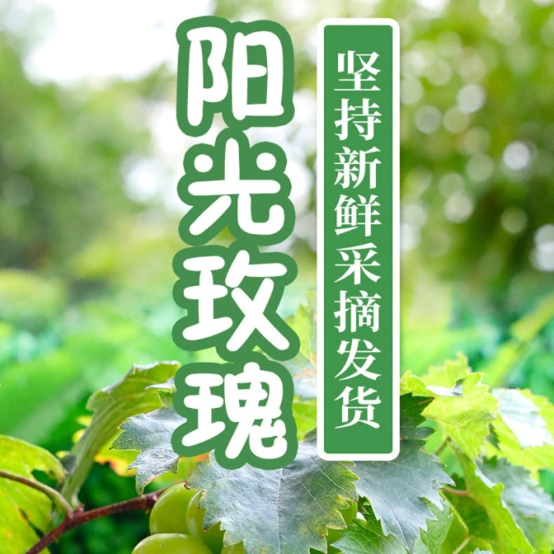 【顺丰包邮】陕西大荔阳光玫瑰葡萄3斤包邮新鲜饱满无籽肉厚脆甜汁
