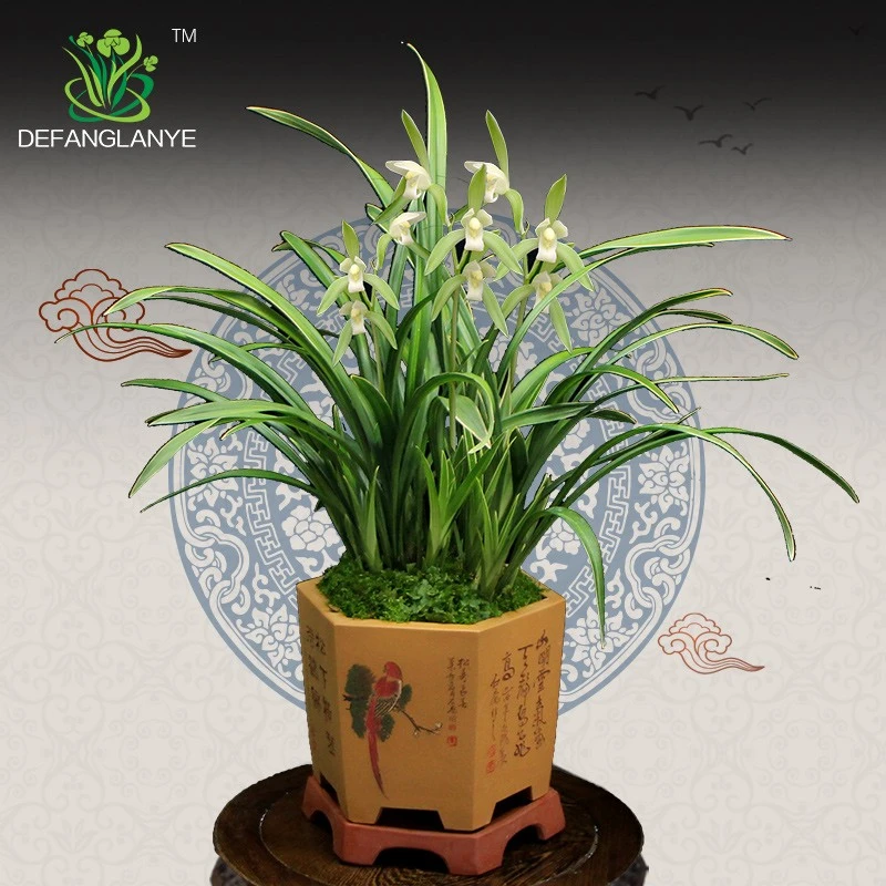 直播间德芳兰业四季建兰草兰花苗浓香金丝马尾爪室内花卉植物盆栽