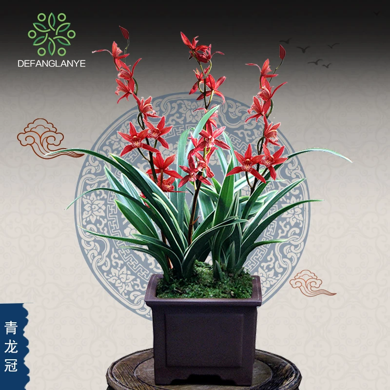 兰花 金边矮种兰花苗 青龙冠 室内四季兰草花卉植物盆栽惠兰墨兰