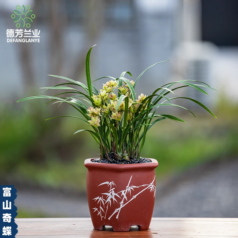 直播间 建兰四季兰富山奇蝶浓香带花苞室内阳台绿植物花卉盆栽