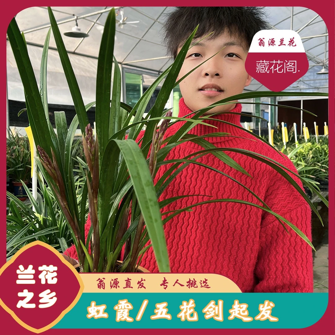 红霞兰花苗大花蕙兰带花苞浓香花卉植物盆栽盆景室内阳台庭院好养
