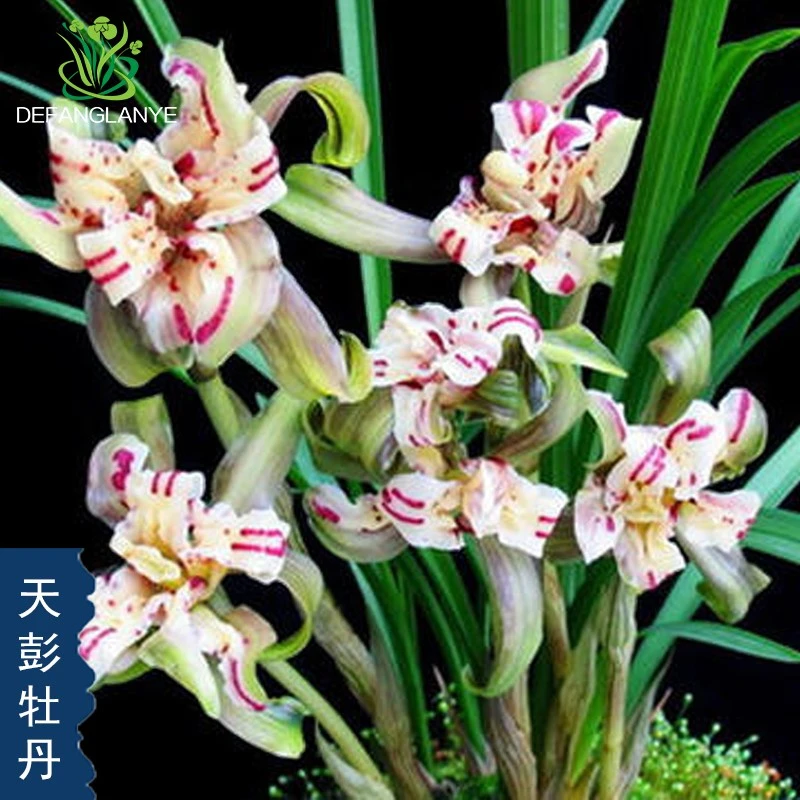 带花苞兰花苗春兰天彭牡丹兰花基地直发室内阳台浓香花卉绿植盆栽