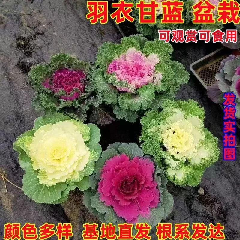 羽衣甘蓝盆栽耐寒植物庭院观赏花卉易养绿植