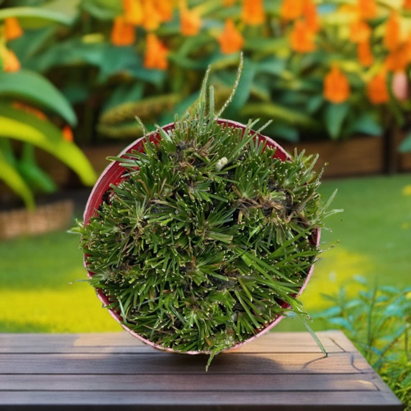 皖南家庭小院自养归元虎须菖蒲素材苗加厚品种需要桌面微景观