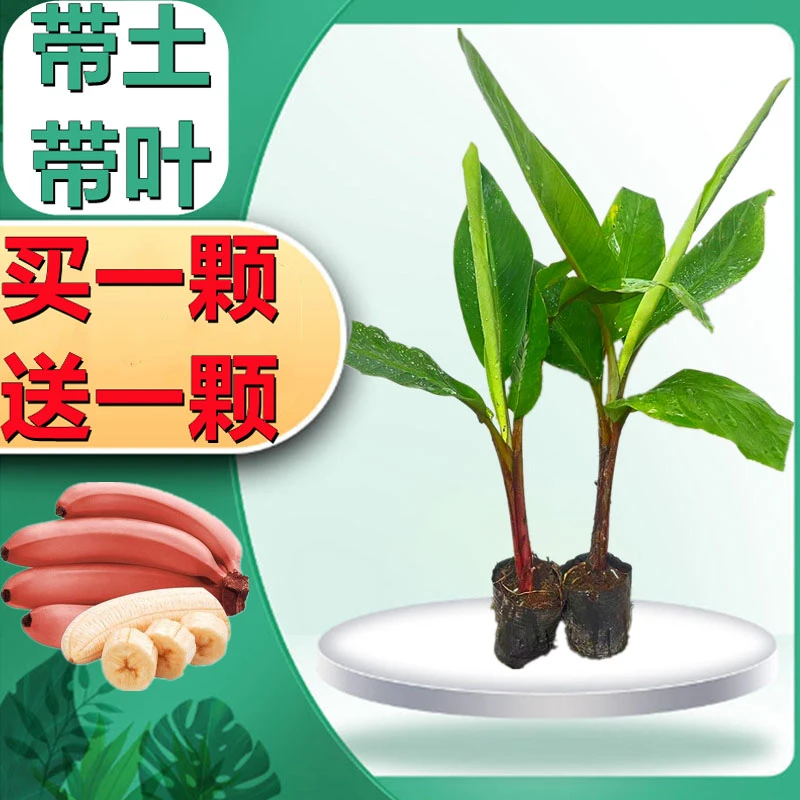 香蕉苗红香蕉苗粉蕉苗矮化香蕉苗当年结果南方果树苗四季庭院地栽