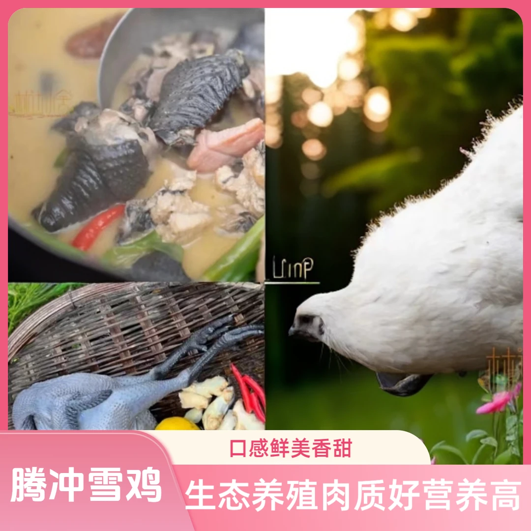 雪鸡整鸡。生鲜包邮（福利产品不参与售后）