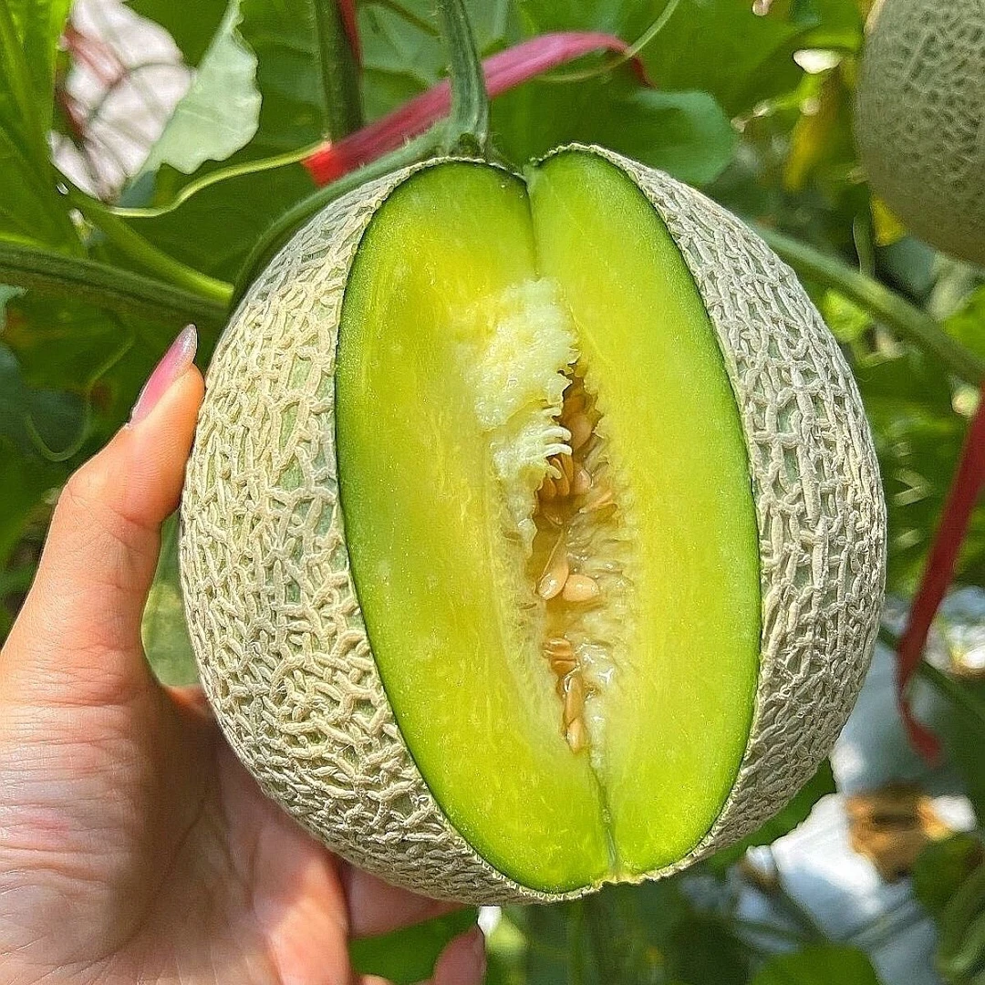 （哈尔滨仓发） 网纹蜜瓜  一箱5.1斤