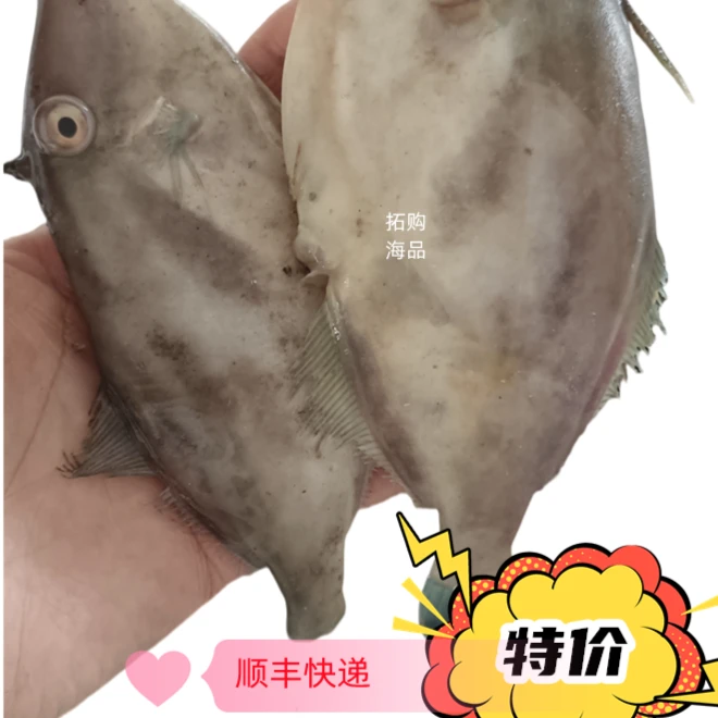 新鲜不杀整条耗儿鱼 蓝尾扒皮鱼鲜马面鱼 剥皮鱼 橡皮鱼海鲜水产