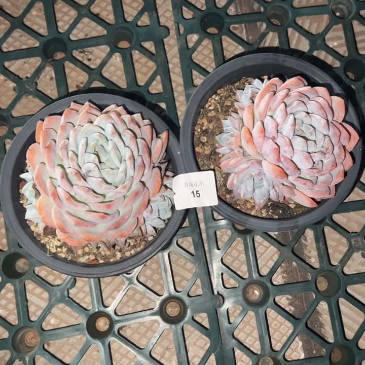 家****贝8月28日。     0015