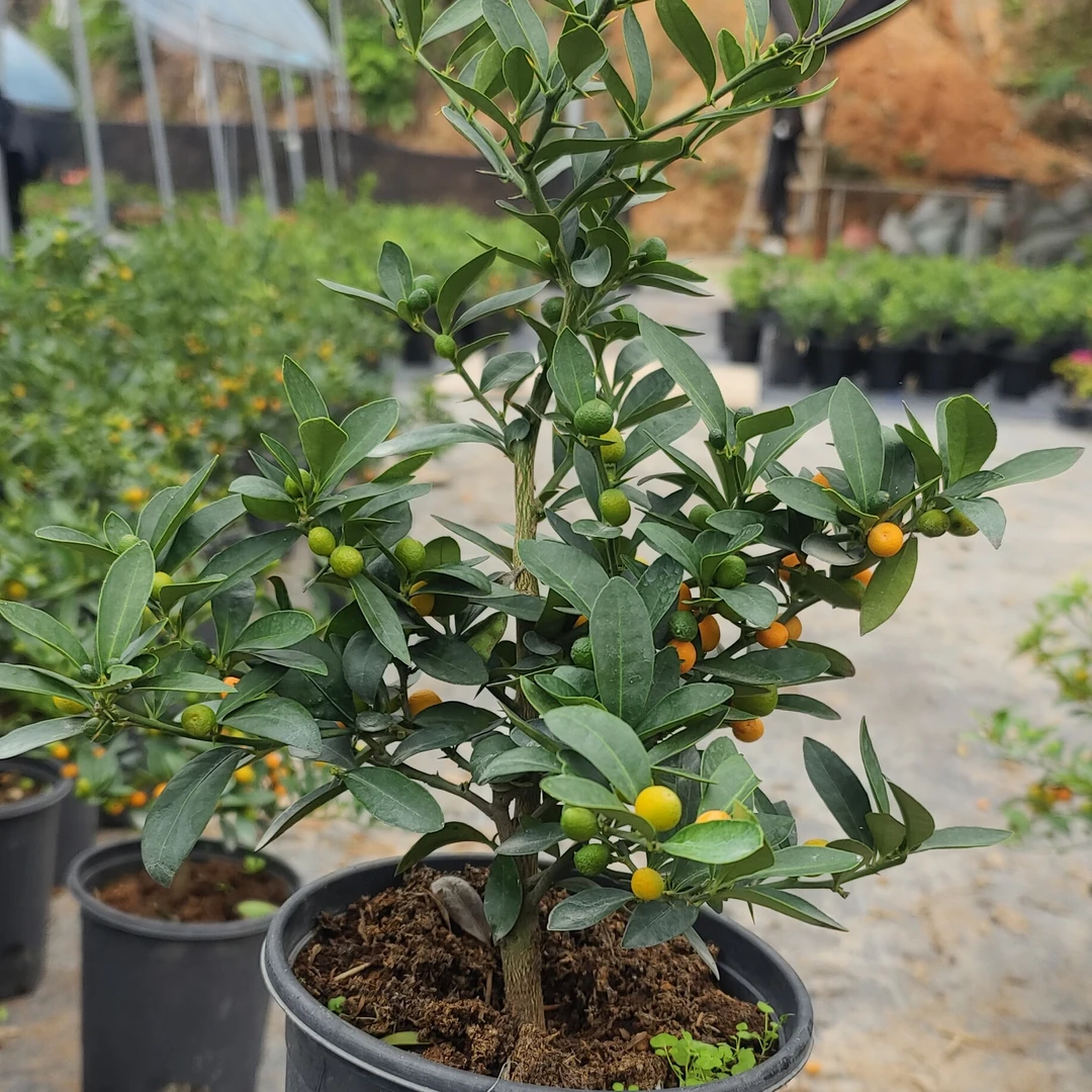 凤巢日本豆大红果挂果期长适合书桌办公桌庭院四季常绿植物