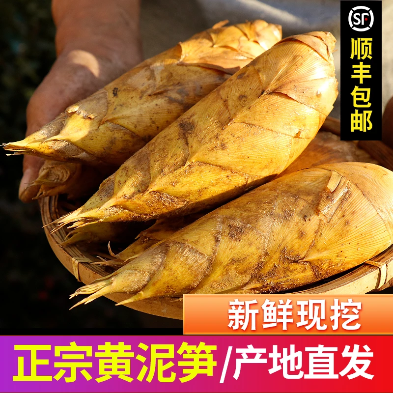 临安冬笋【顺丰包邮】新鲜现挖浙江野生竹笋两头尖黄泥笋时令蔬菜
