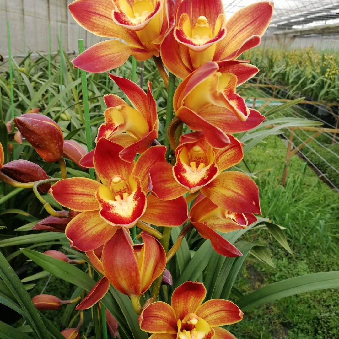 1174 新品种 一物一拍 花苞不售后