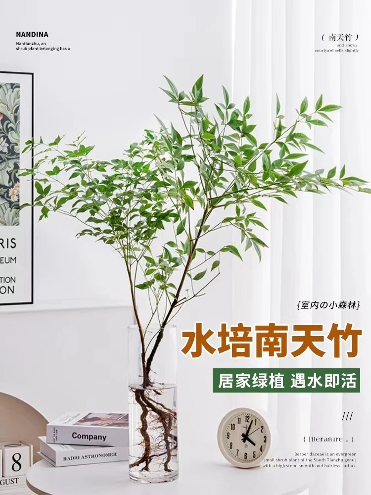 南天竹带跟盆栽水培植物基地直发室内客厅好养植物