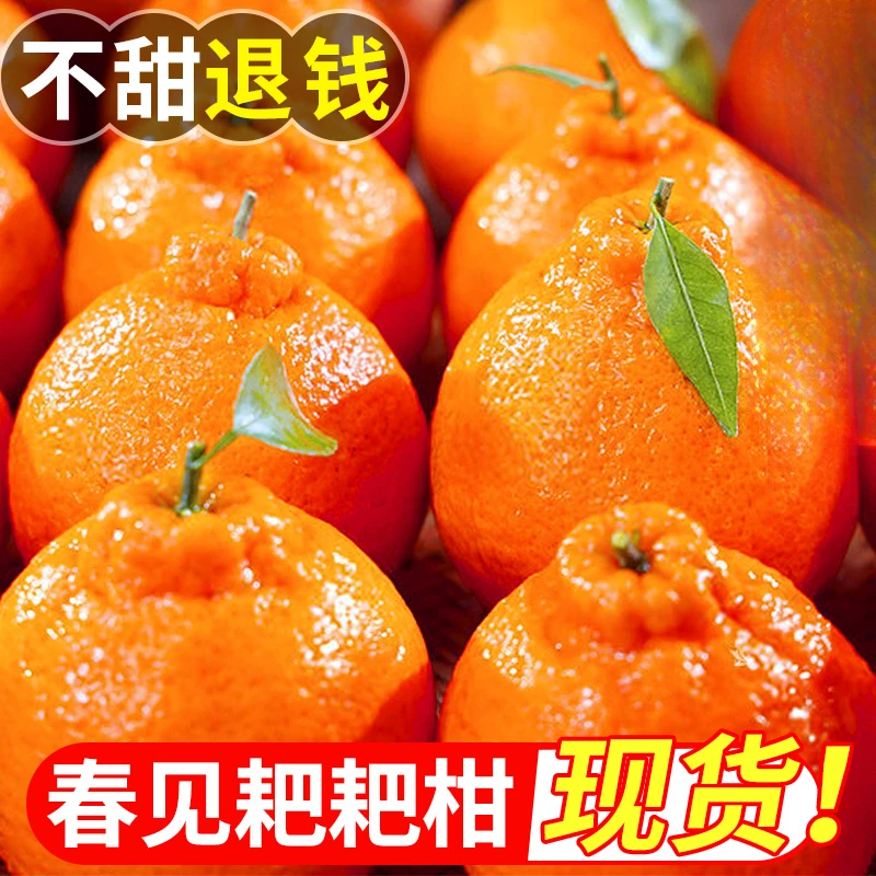 【小店推荐】四川春见耙耙柑橘子1/8斤新鲜水果耙耙柑当季整箱桔子A