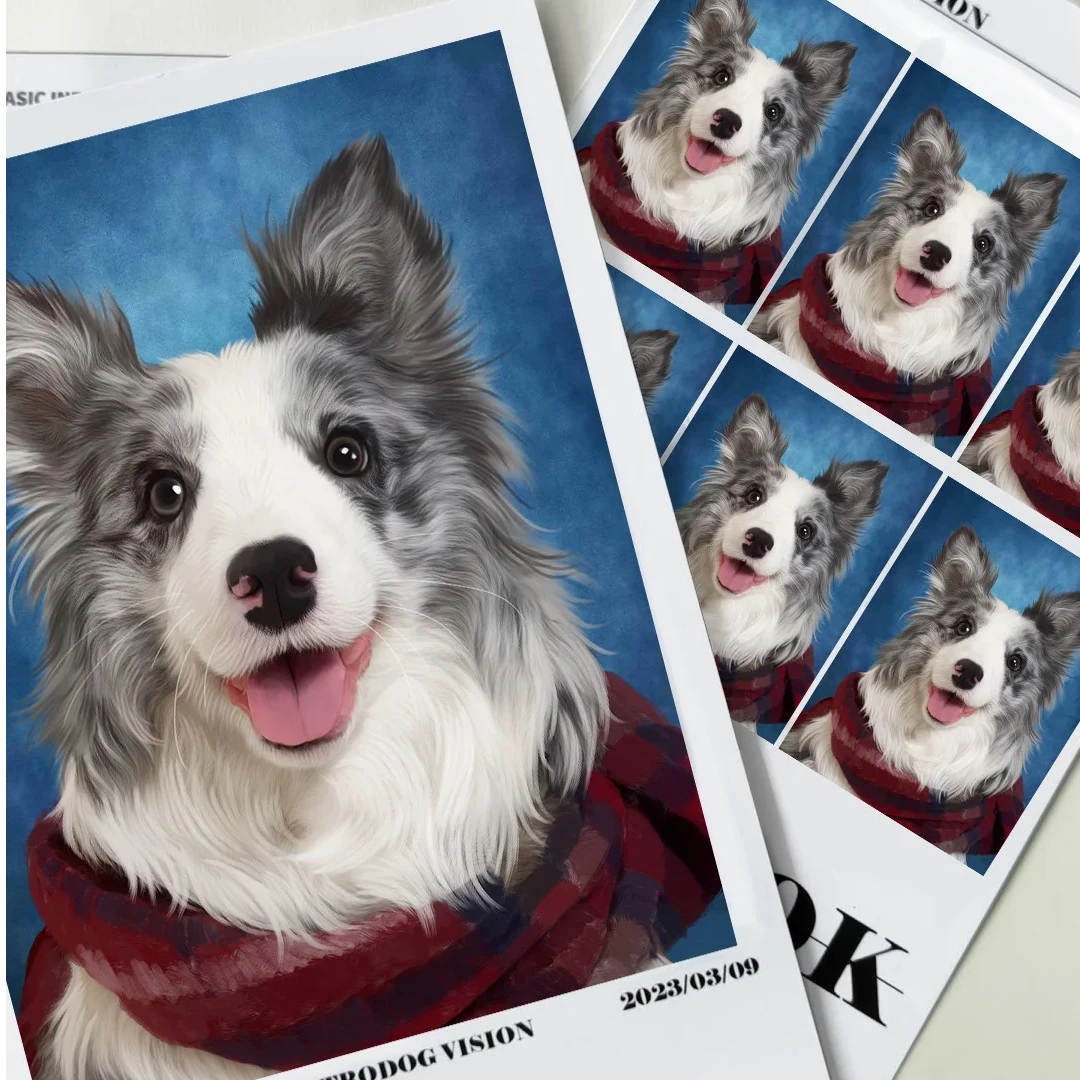 蓝陨石边牧边境牧羊犬黑白金边色宠物狗【联系客服看视频】相册定金