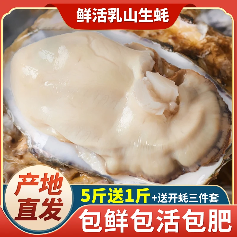 4XL乳山生蚝原产地直发鲜活海鲜正宗牡蛎精品级肥美海蛎子鲜