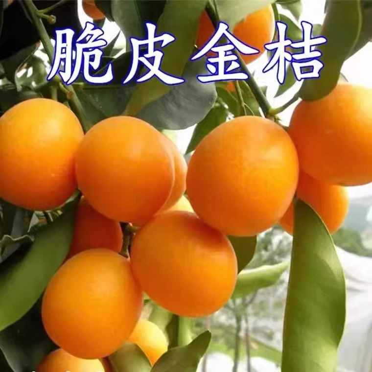金桔盆栽金桔树苗金橘树苗金橘苗【带果子发货】