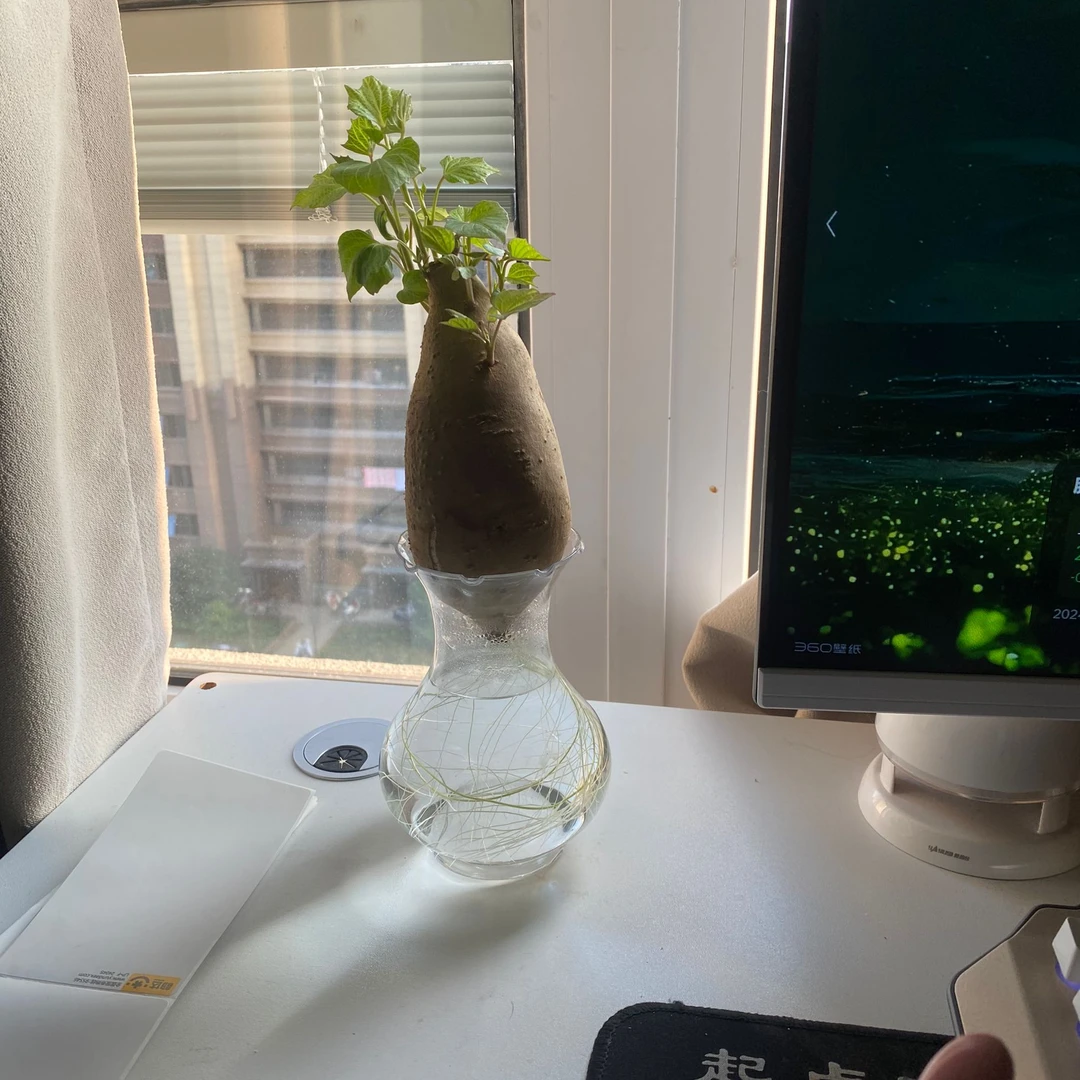 水培红薯水培植物幼儿园观察小盆栽紫番薯阳台盆栽水生植物