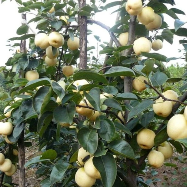 鸿蓓湫梨树苗 盆栽 地栽 嫁接苗果树苗 南方北方种植梨子树树苗